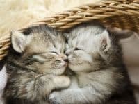 Sherpas TH Paid logo