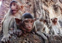 ลพบุรี : เมืองเศรษฐกิจ การท่องเที่ยว และศูนย์การศึกษาของภาคกลางตอนบน คอนโดลพบุรี,ทำเลน่าอยู่,ทำเลแนะนำ,ที่ดิน ลพบุรี,ที่เที่ยว ลพบุรี,บ้านลพบุรี,บ้านเดี่ยวลพบุรี