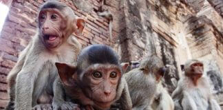 คอนโดลพบุรี,ทำเลน่าอยู่,ทำเลแนะนำ,ที่ดิน ลพบุรี,ที่เที่ยว ลพบุรี,บ้านลพบุรี,บ้านเดี่ยวลพบุรี