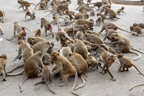 คอนโดชัยนาท,ทำเลน่าอยู่,ทำเลแนะนำ,ที่ดิน ชัยนาท,ที่เที่ยว ชัยนาท,บ้านชัยนาท,บ้านเดี่ยวชัยนาท